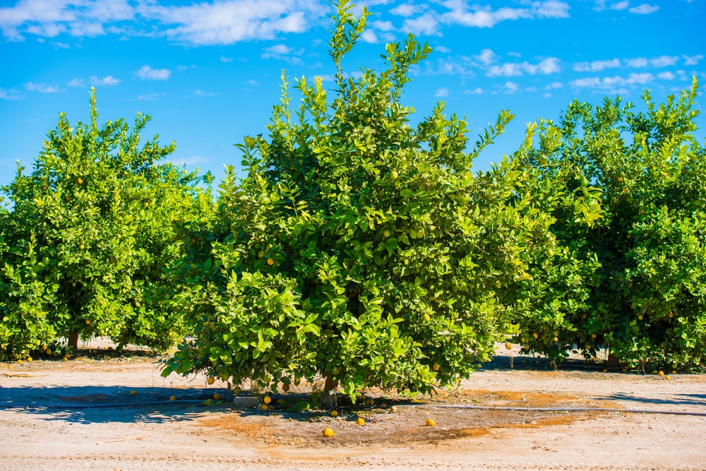 Investimenti verdi, 2,45 milioni € per Treedom, la b-corp che pianta alberi